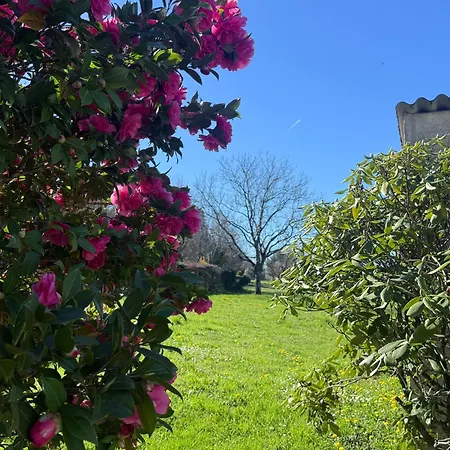 Du Cerisier Lanouaille